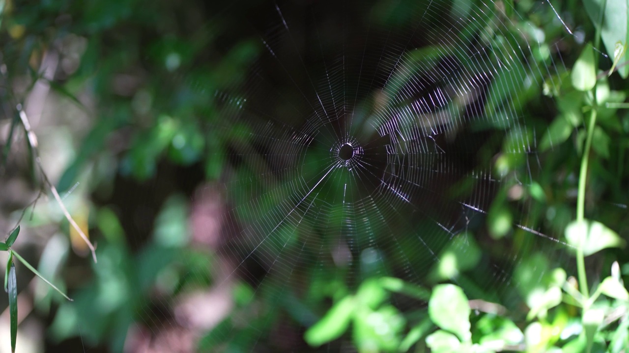 蜘蛛网在风中摇曳视频素材