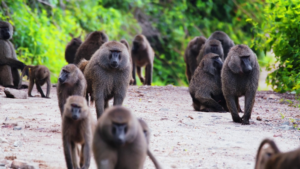 一群狒狒沿着坦桑尼亚森林里的树木走在土路上视频下载