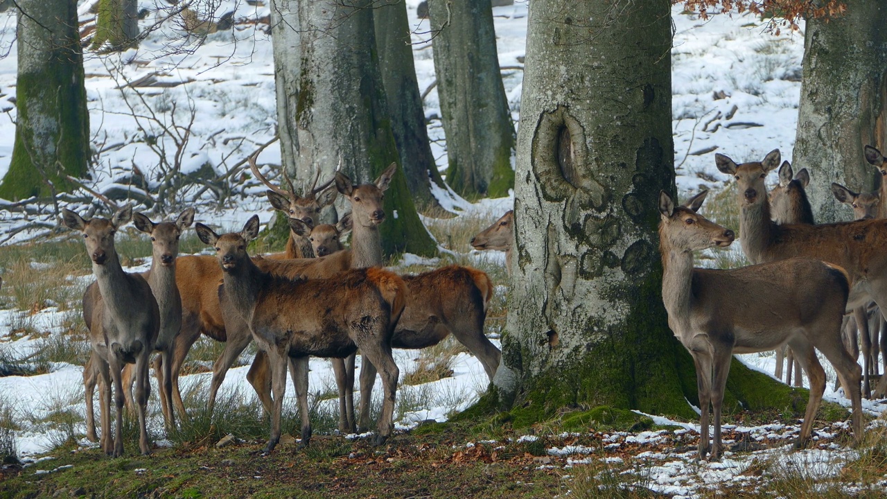 冬天森林里的鹿视频下载