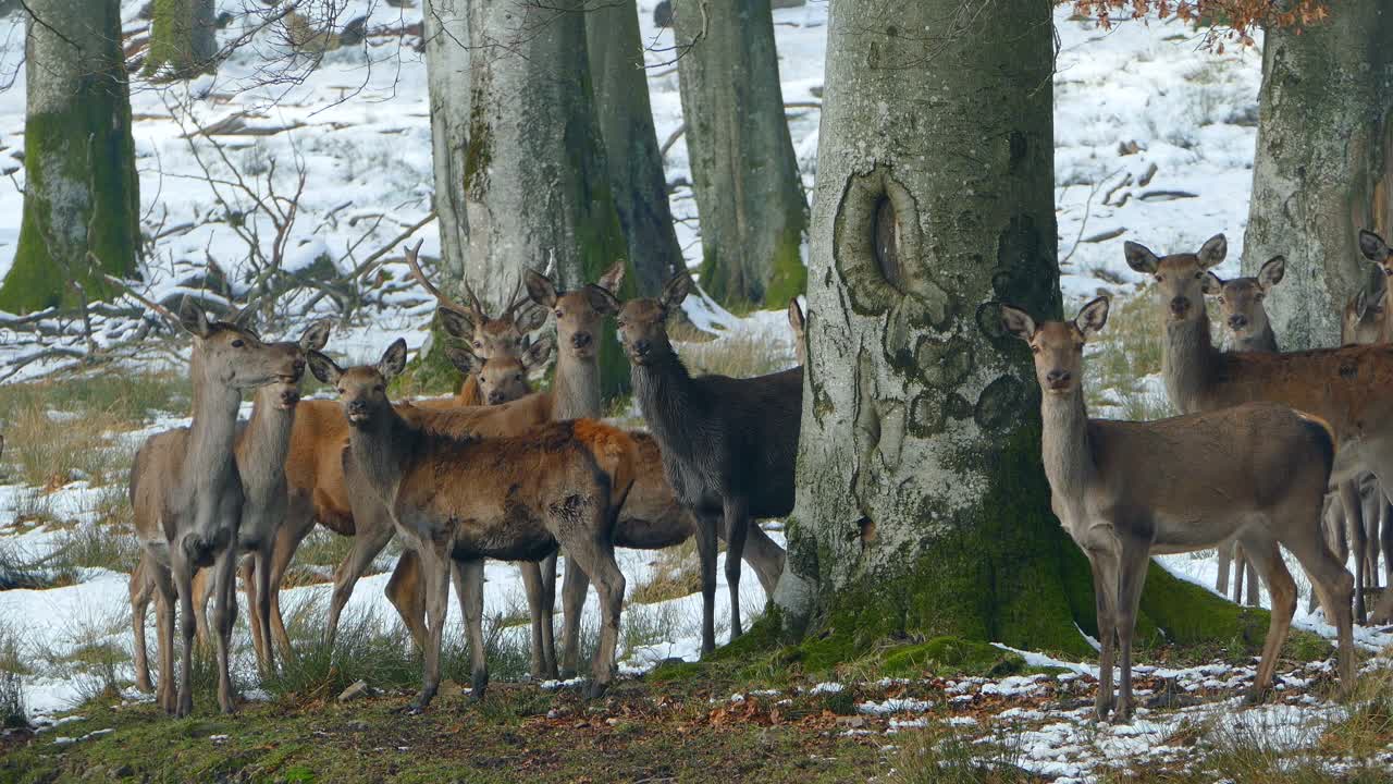 冬天森林里的鹿视频下载