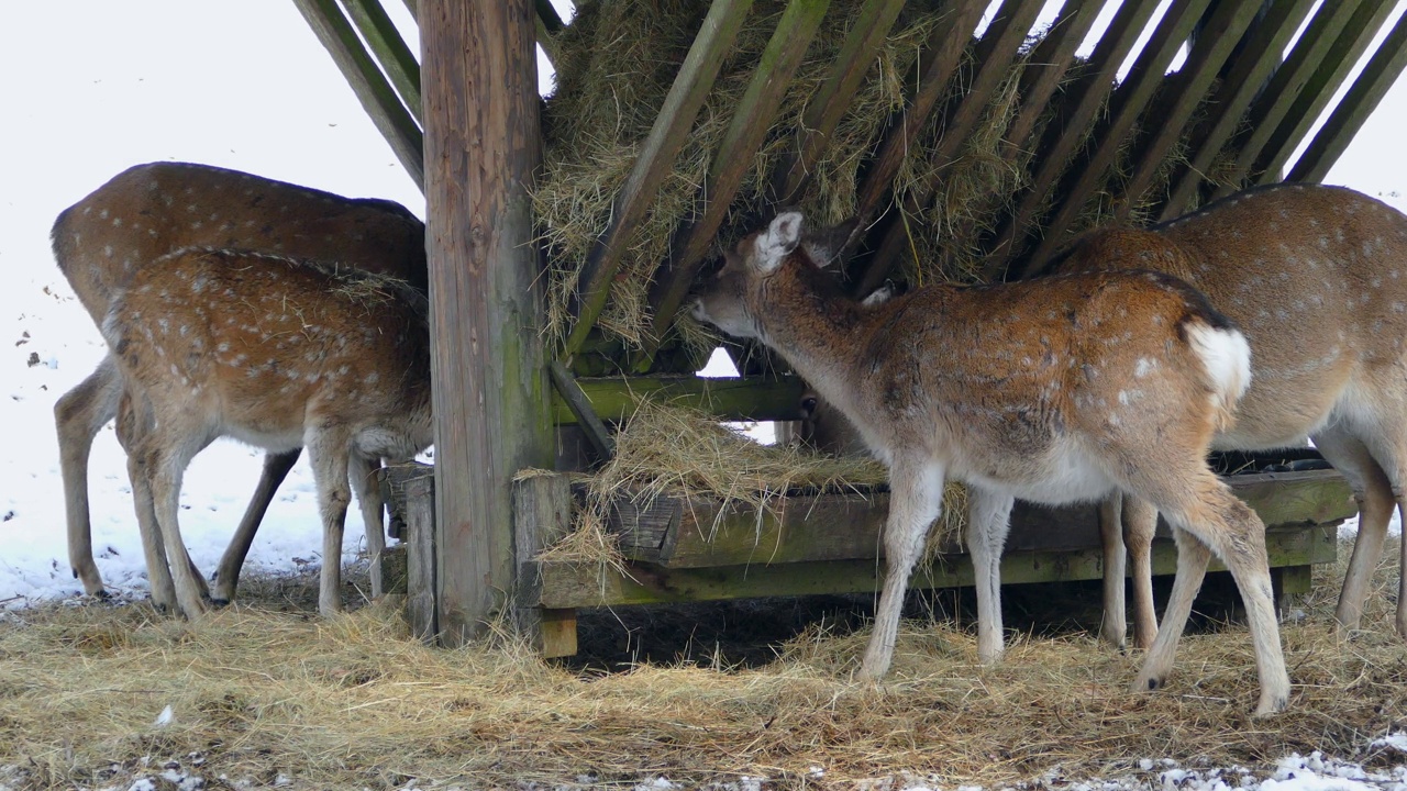 鹿在冬天的食槽视频下载