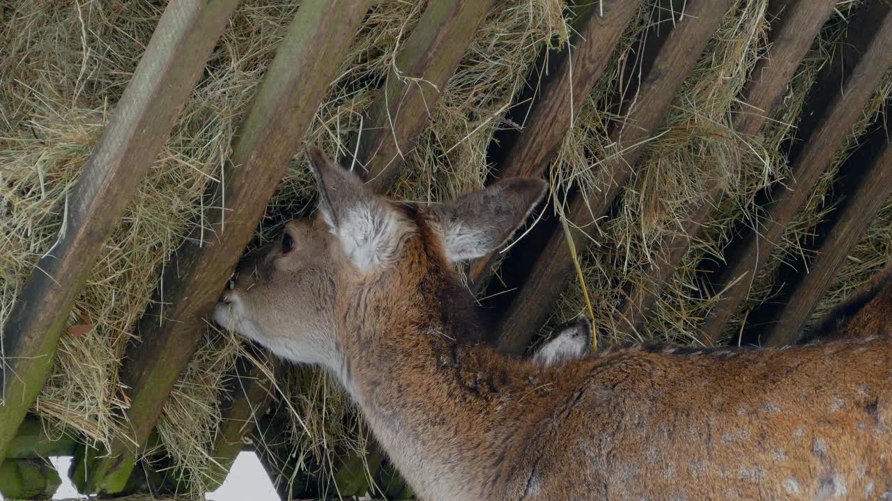 鹿在冬天的食槽视频下载