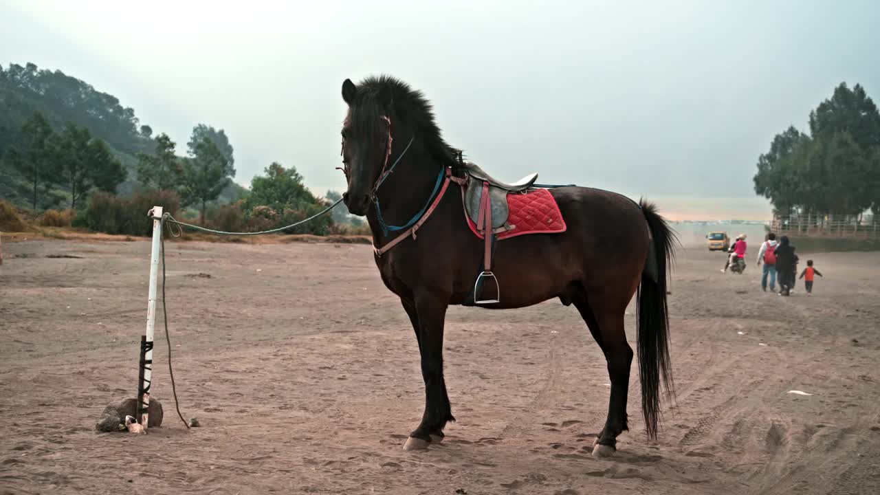 一匹戴着红马鞍的深棕色马被绳子拴着，站在沙漠中央视频下载