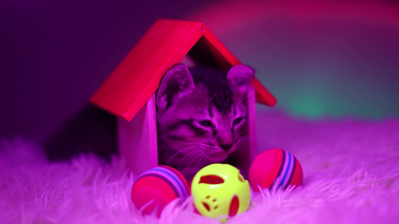 睡觉的猫有木头房子和球玩具。慢动作视频素材