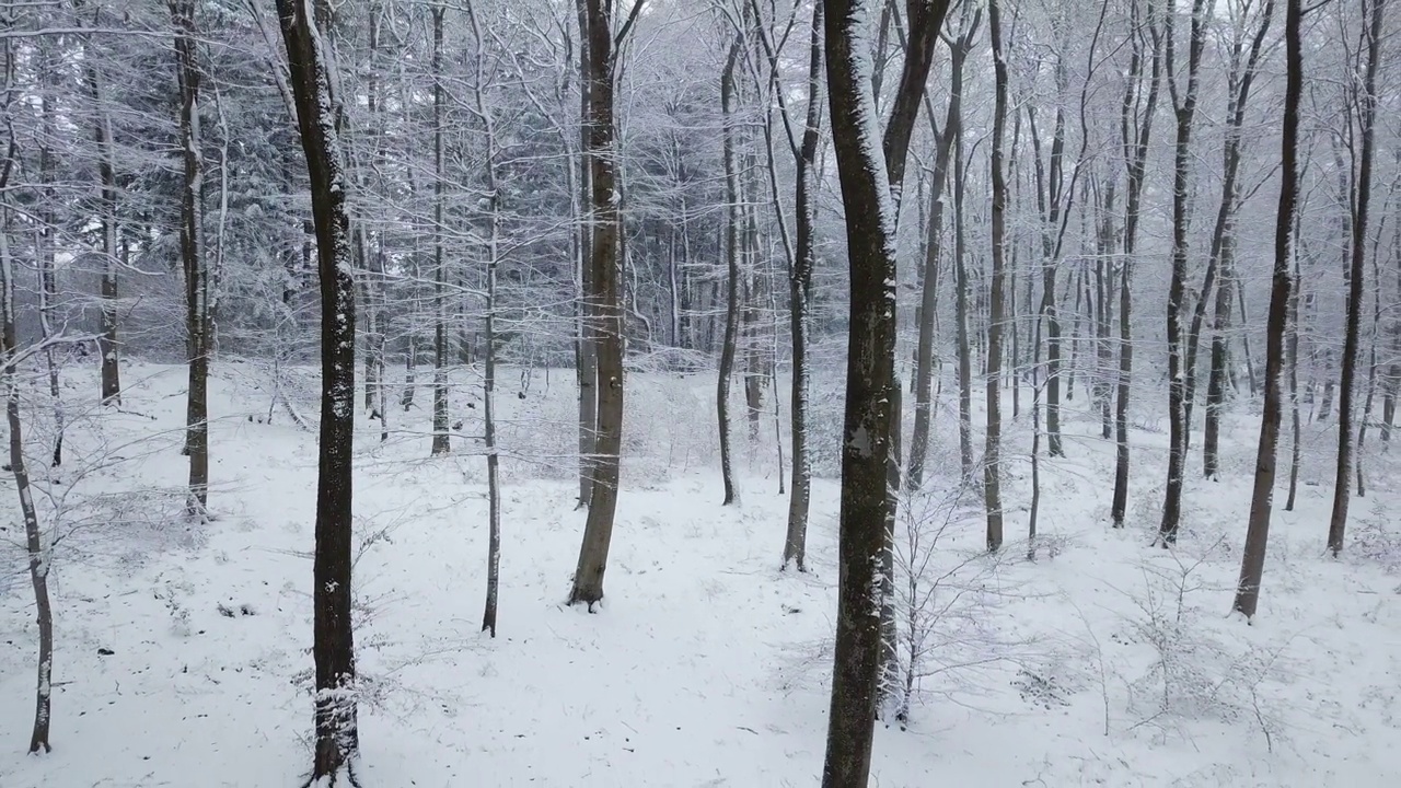 飞越冬天的森林视频下载