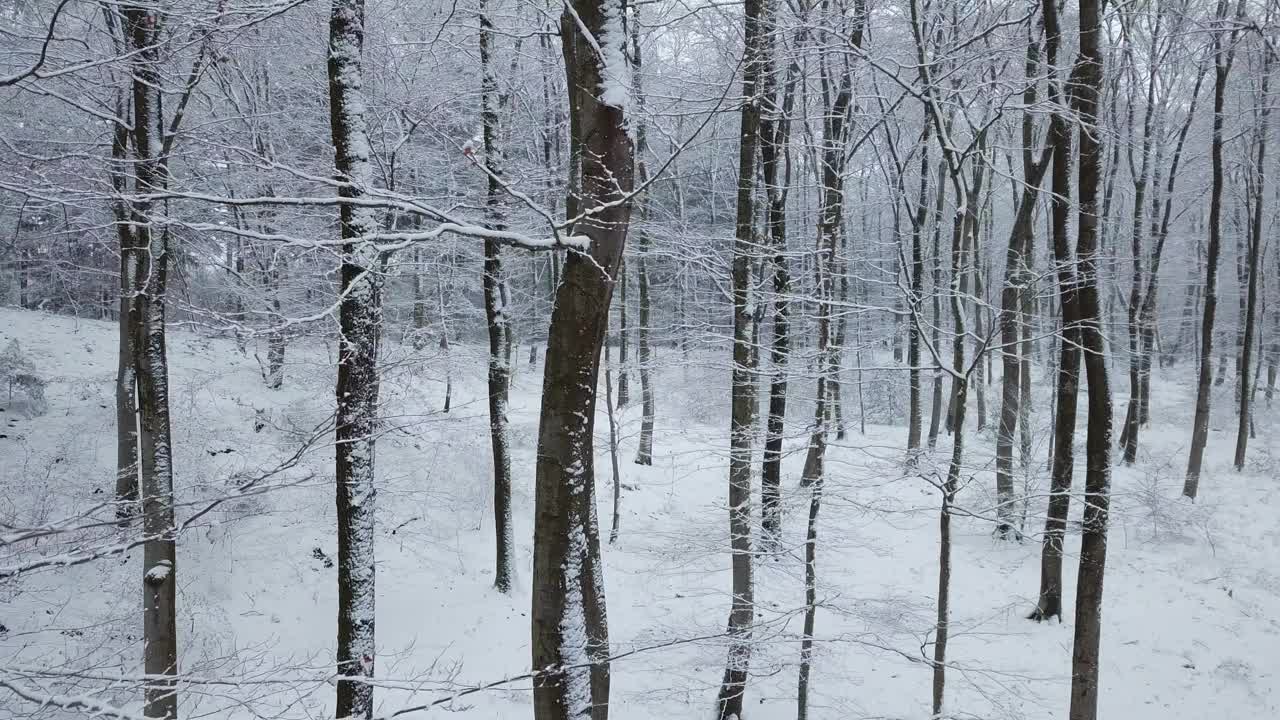 飞越冬天的森林视频下载