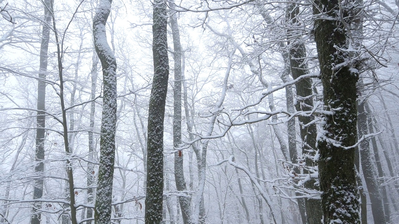 冬天的森林里有雪树视频下载
