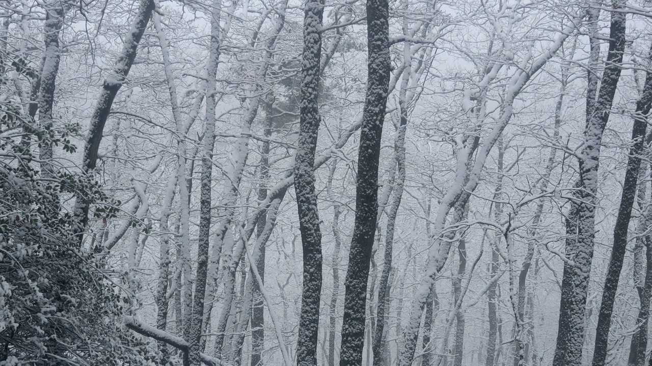 冬天的森林里有雪树视频下载