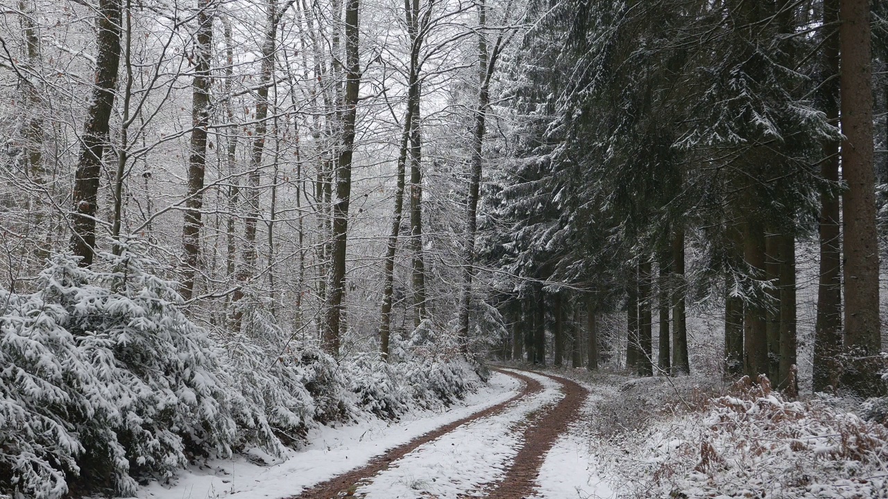 冬天的森林里有路和雪树视频下载