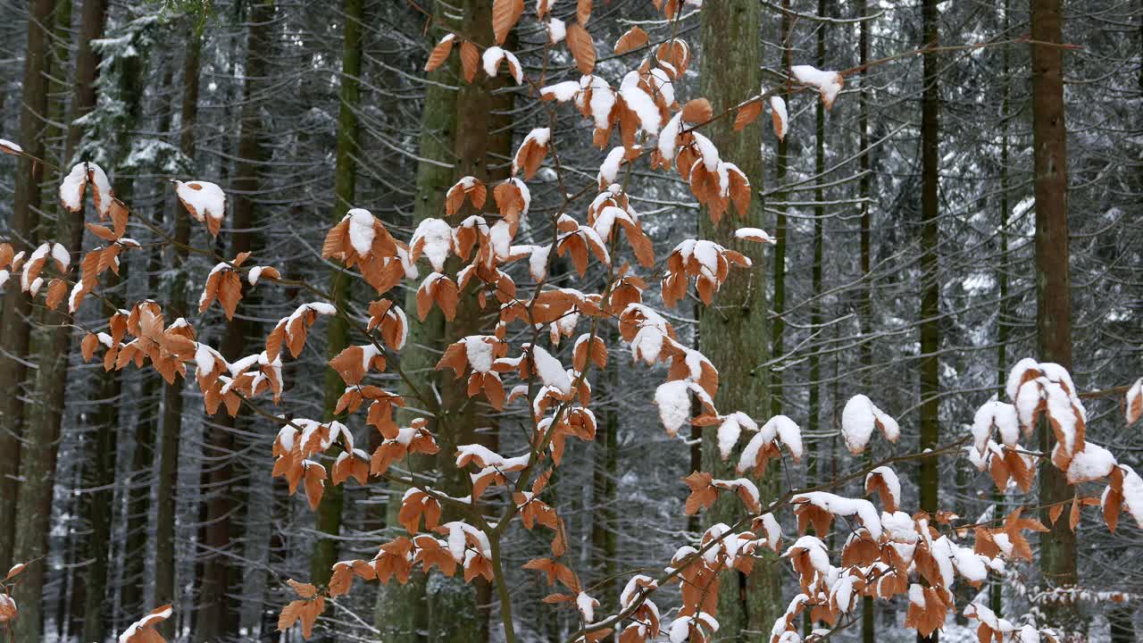 冬天森林里雪白的树叶视频下载