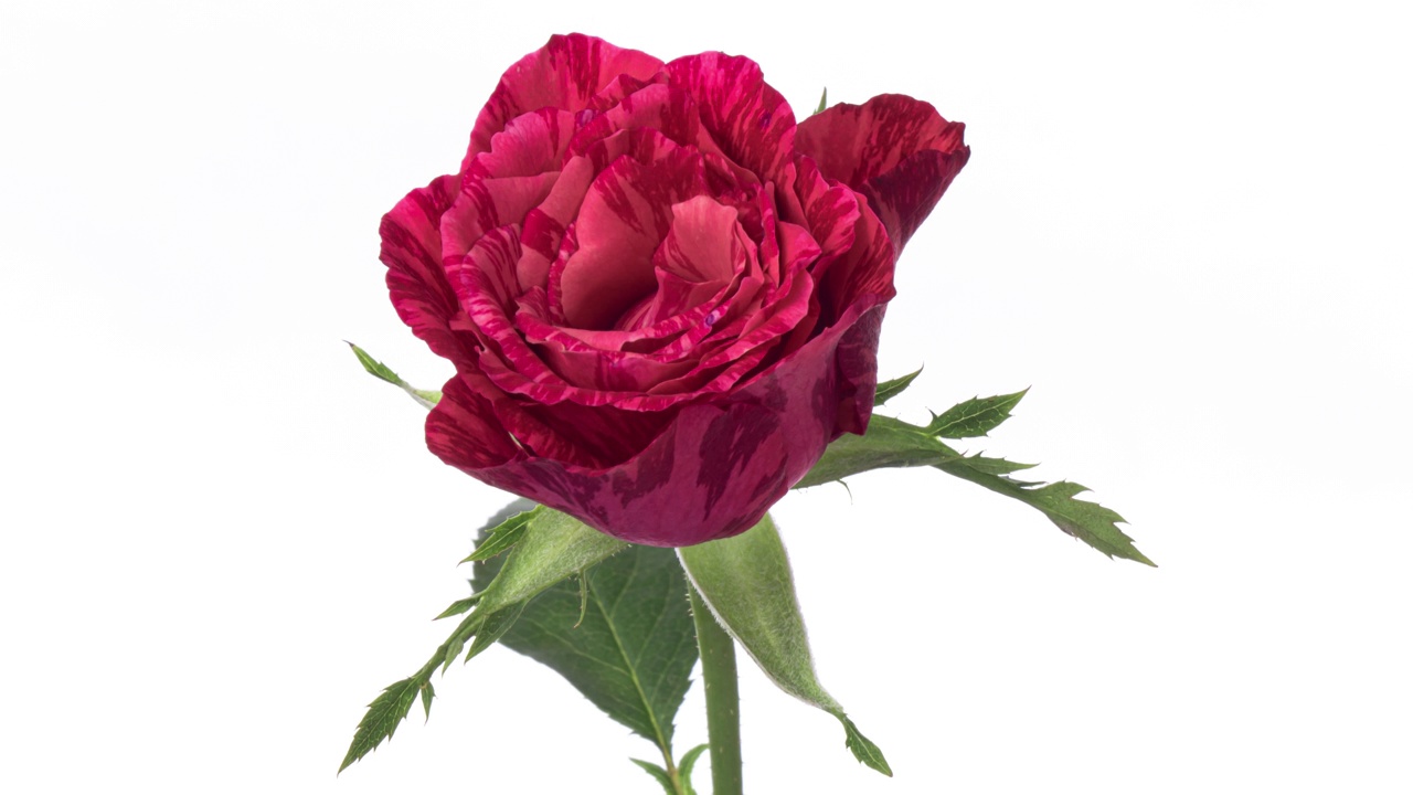 美丽的粉红色玫瑰在白色的背景上开放，近距离。视频下载