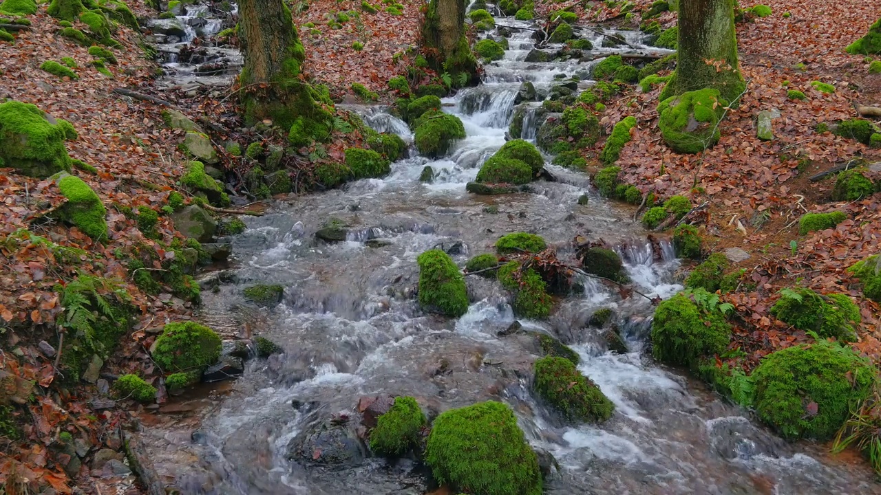 森林里的小溪视频下载