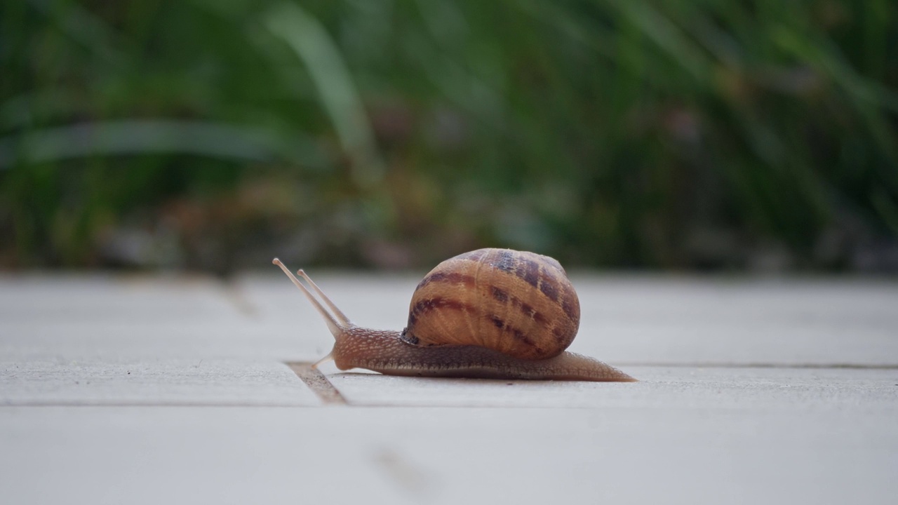 蜗牛在花园的瓷砖上爬行视频下载