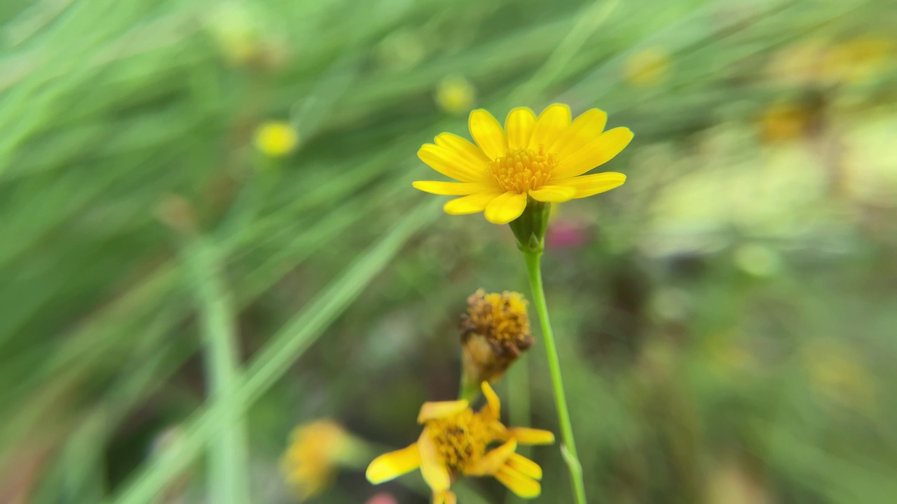 黄色花园自然智能手机拍摄的特写视频下载