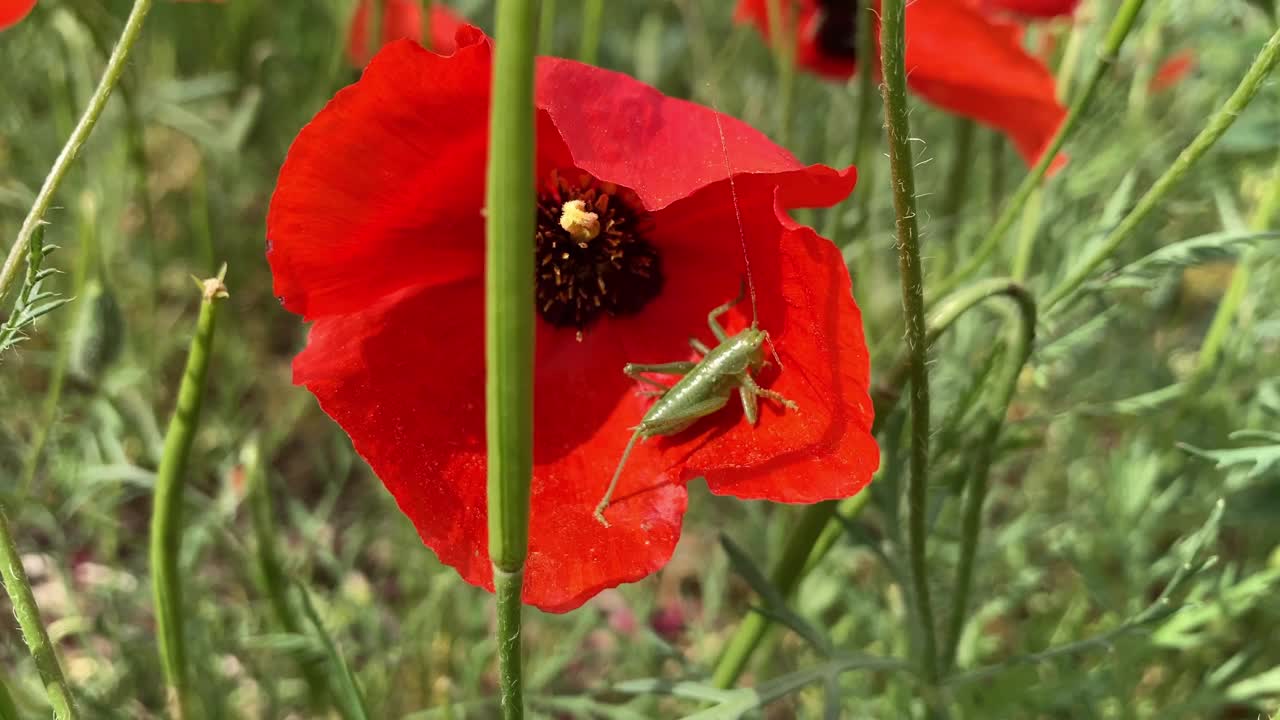 蝗虫在一朵红色的罂粟花上。蚱蜢。视频下载