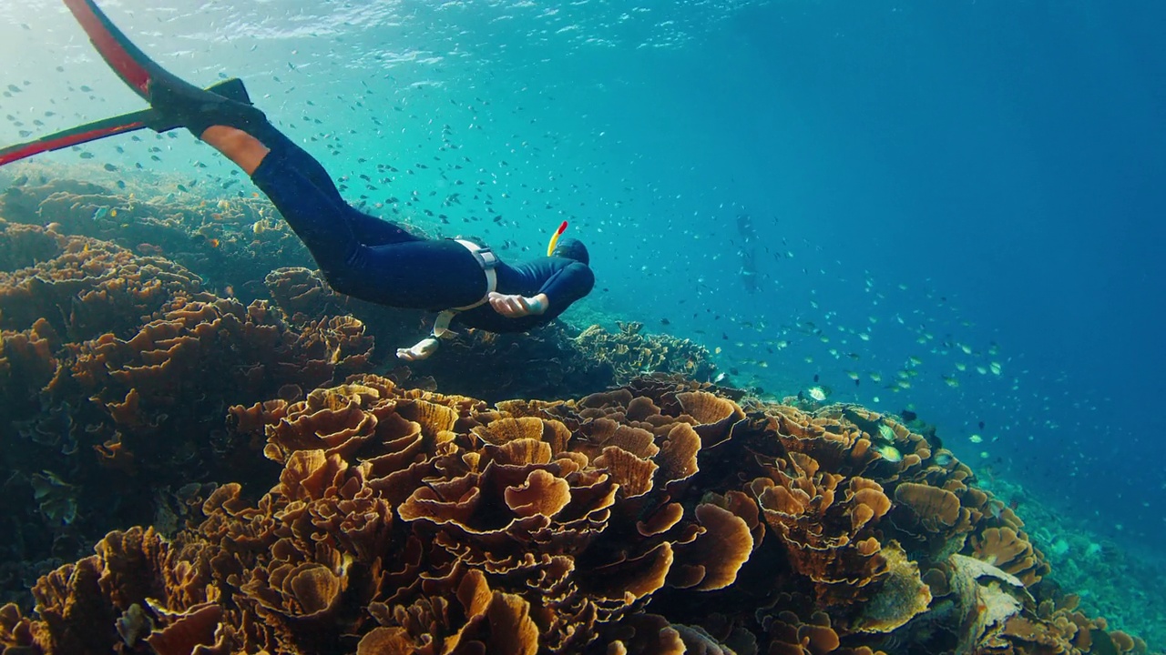 在印度尼西亚的科莫多国家公园，自由潜水员在水下游泳，探索生动而健康的珊瑚礁视频下载