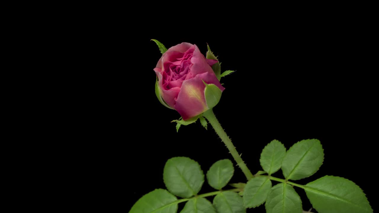 美丽的粉红色玫瑰在黑色背景上开放，近距离。视频下载