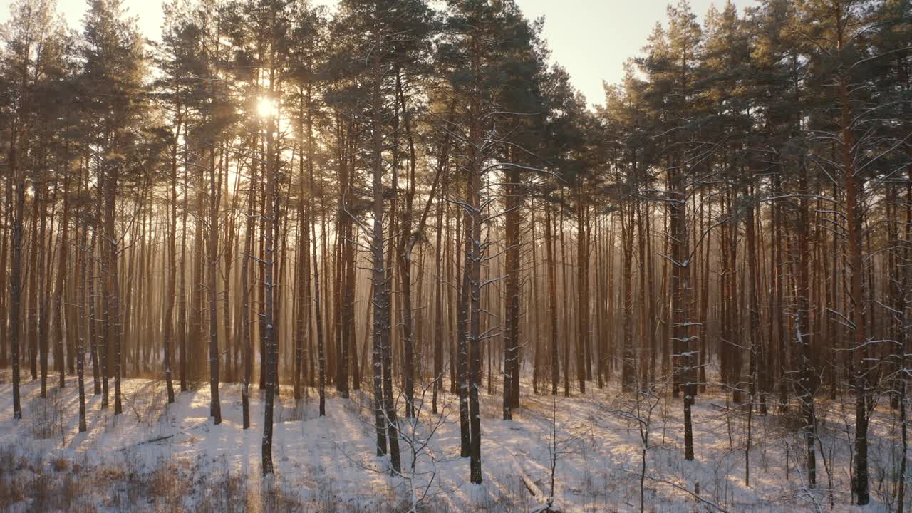 美丽的白雪皑皑的森林在冬天霜冻的日子。俯瞰惊人的松树林景观。公园森林的风景。冬季霜冻森林的自然高架景观。的原始。视频素材