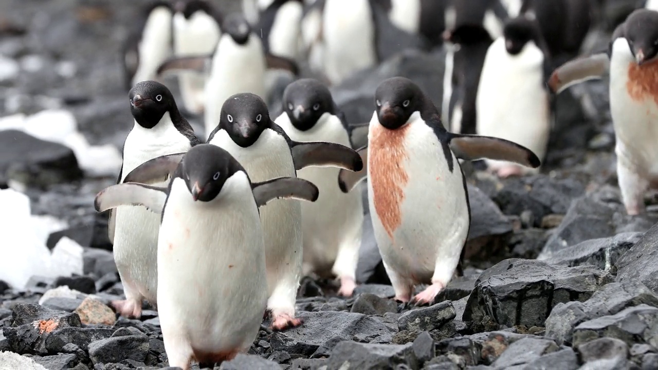 威德尔海的阿德利企鹅群视频下载