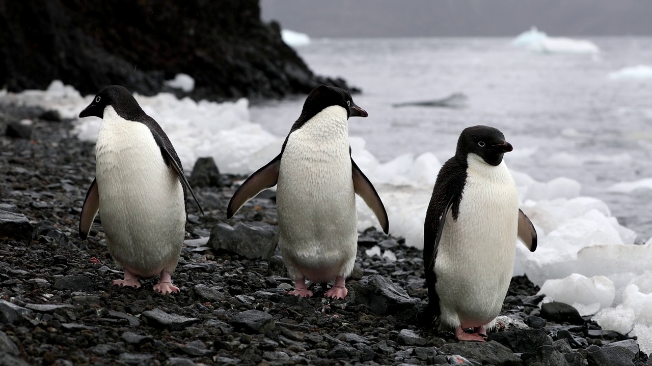 南极洲海滩上的三只企鹅视频下载