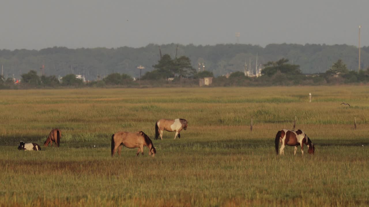 来自弗吉尼亚州钦科蒂格的阿萨提格岛的野马视频素材