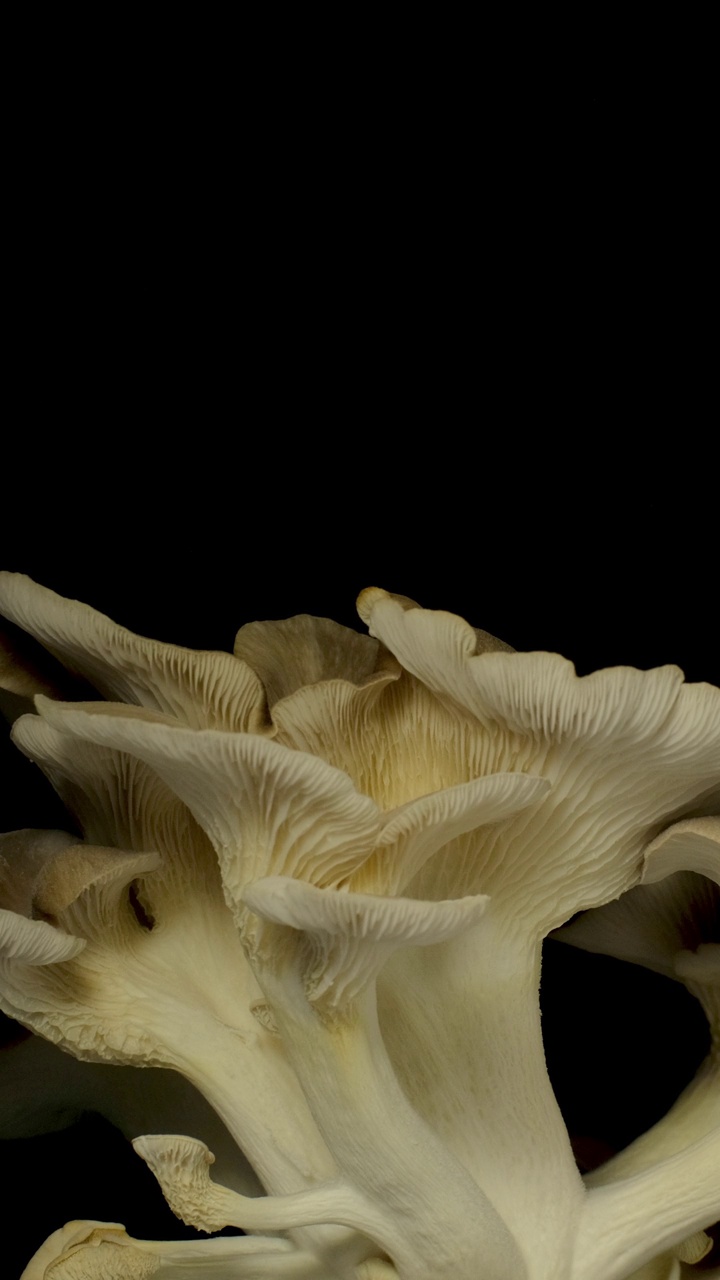 生长蘑菇垂直视频延时黑色背景。视频素材