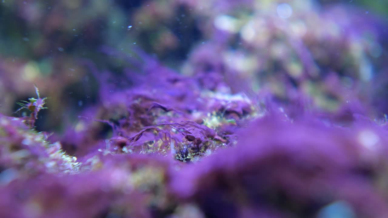 动物园水族箱中形成生态系统的藻类和珊瑚景观视频下载