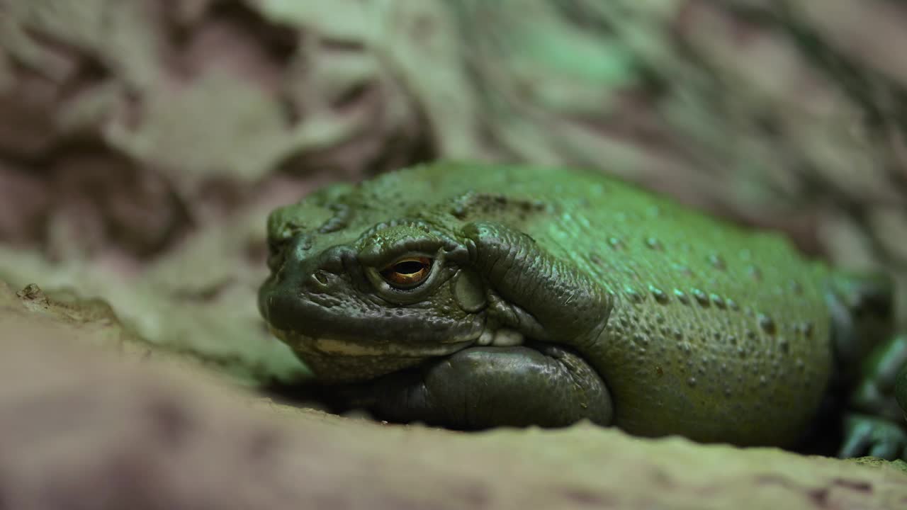 又大又胖的青蛙在动物园干燥的玻璃容器里安静地休息视频下载