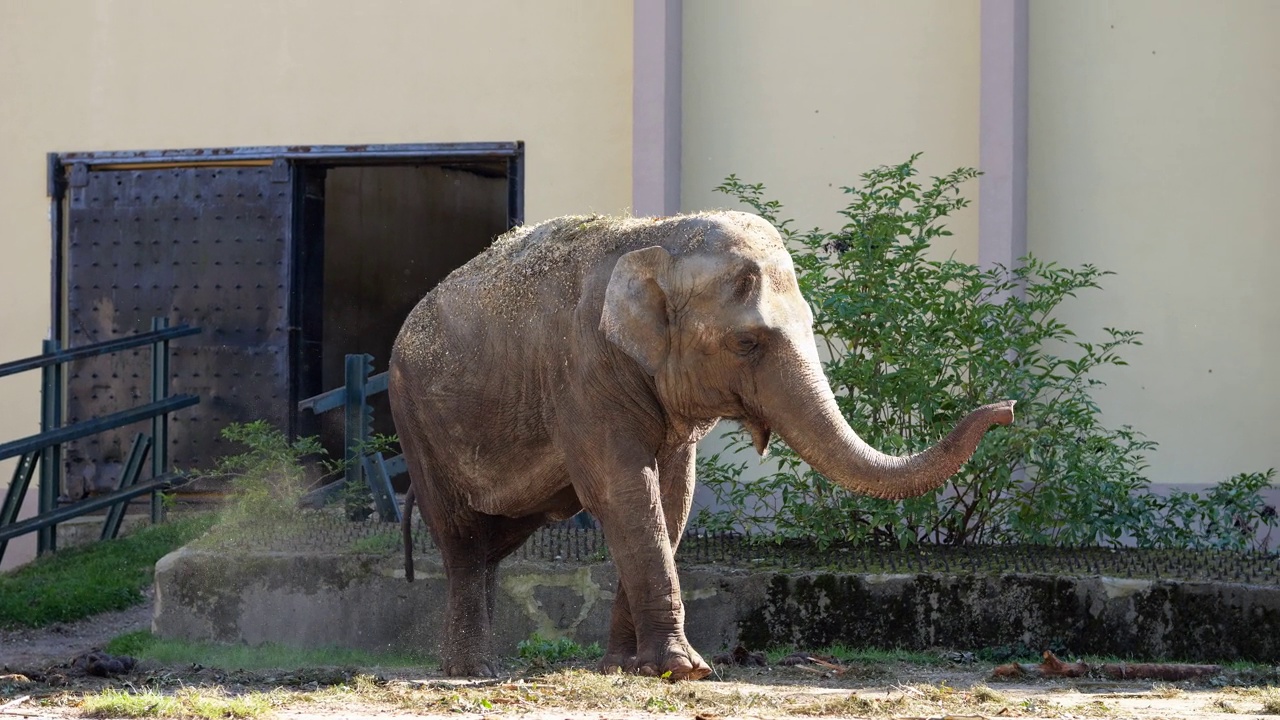 巨大的大象在动物园的露天笼子里走来走去，挥舞着鼻子视频下载