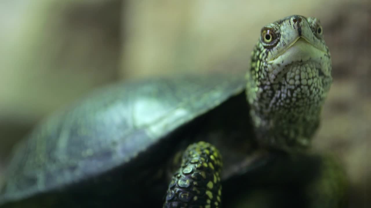 动物园里，一只大乌龟望着前方，慢慢地转过头来视频下载