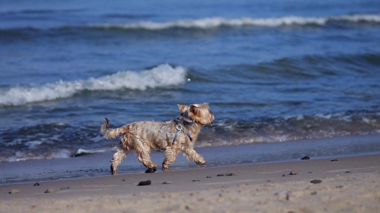 一只整洁的约克郡小猎犬沿着海边的海滩奔跑视频下载