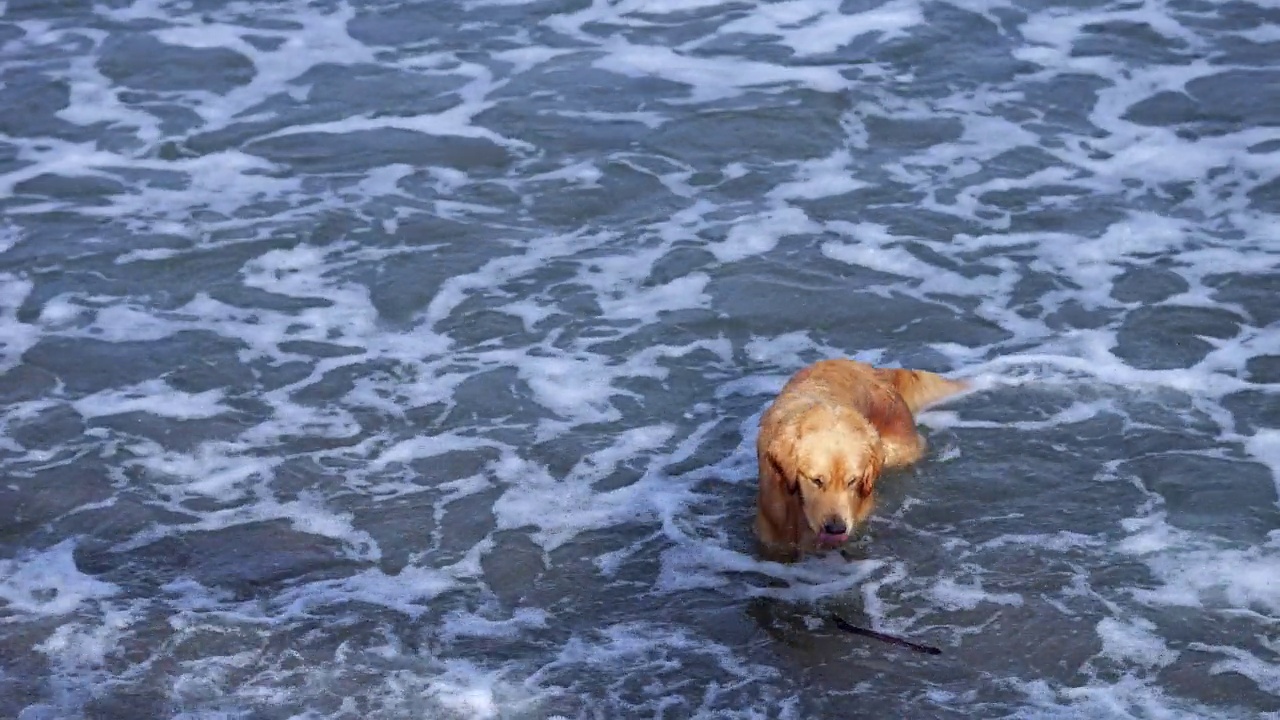 金毛猎犬在海里游泳，在水里嬉戏跳跃视频下载