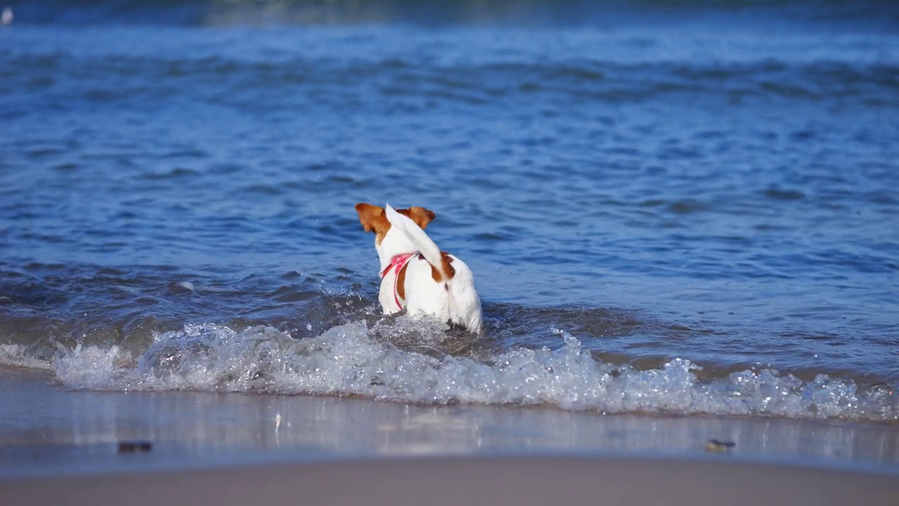 小狗沿着海边的沙滩跑，看着海鸥视频下载