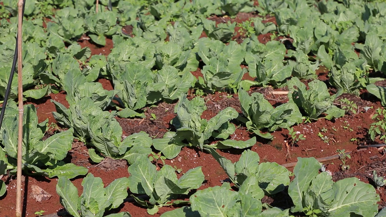 在越南东阳林东种植的番茄和卷心菜视频下载