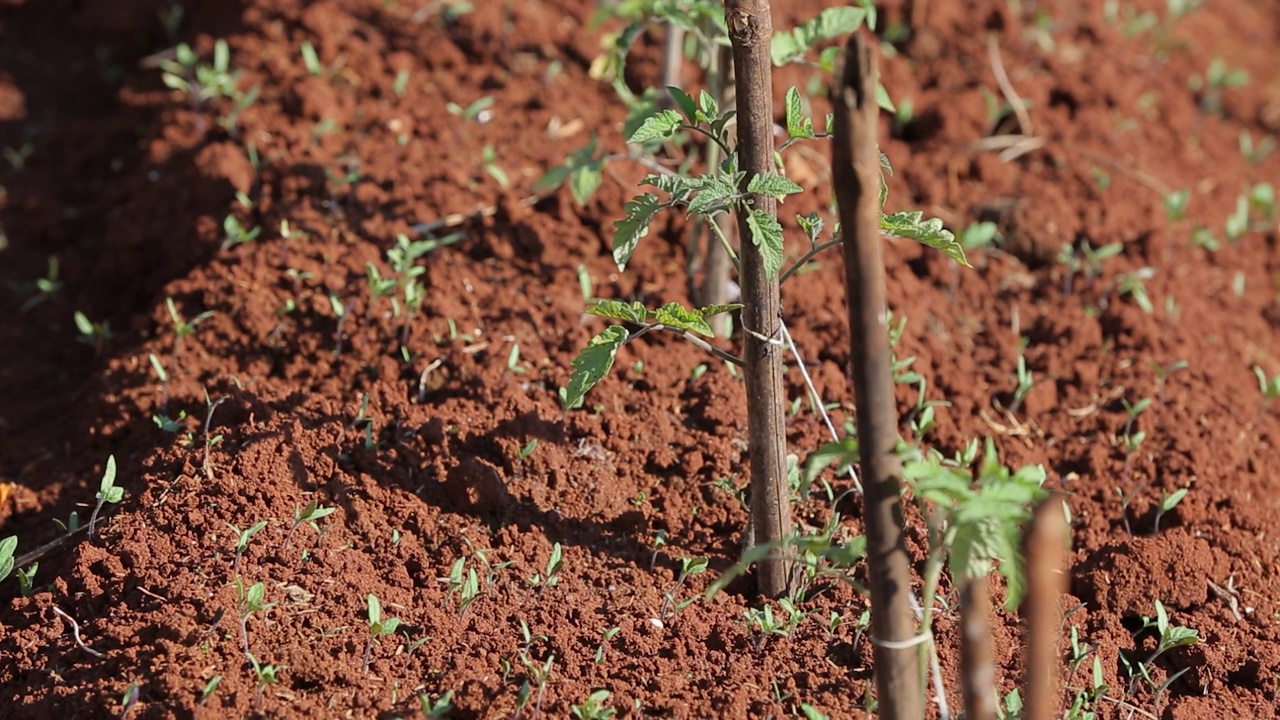 在越南东阳林东种植的番茄和卷心菜视频下载
