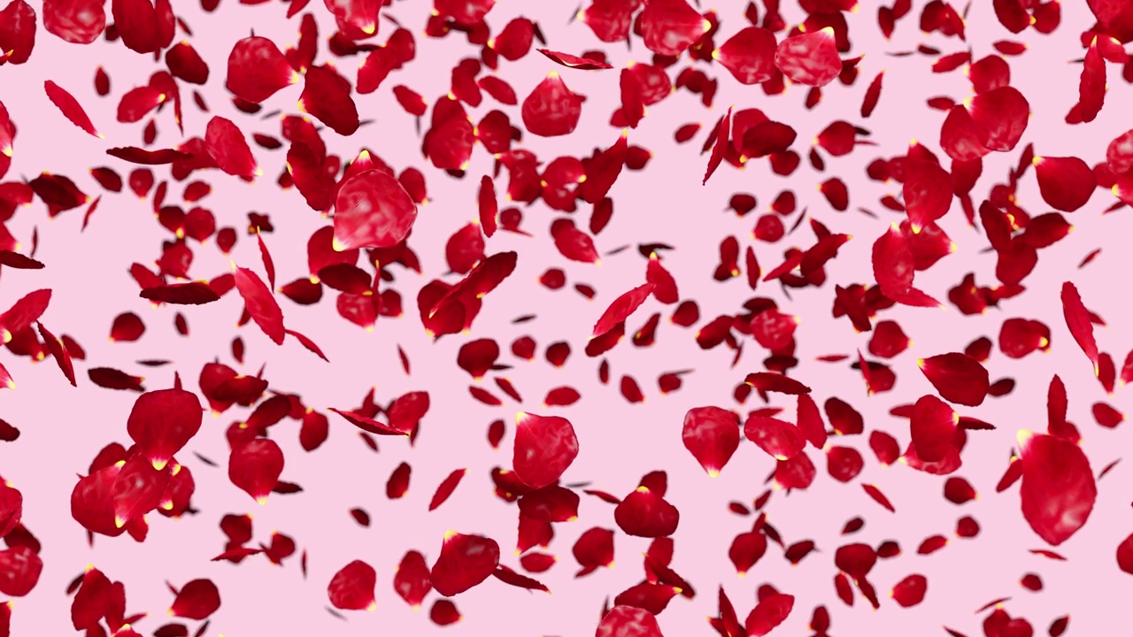 红色的玫瑰花瓣在粉红色的背景上飞舞。节日3D花卉图案。视频下载