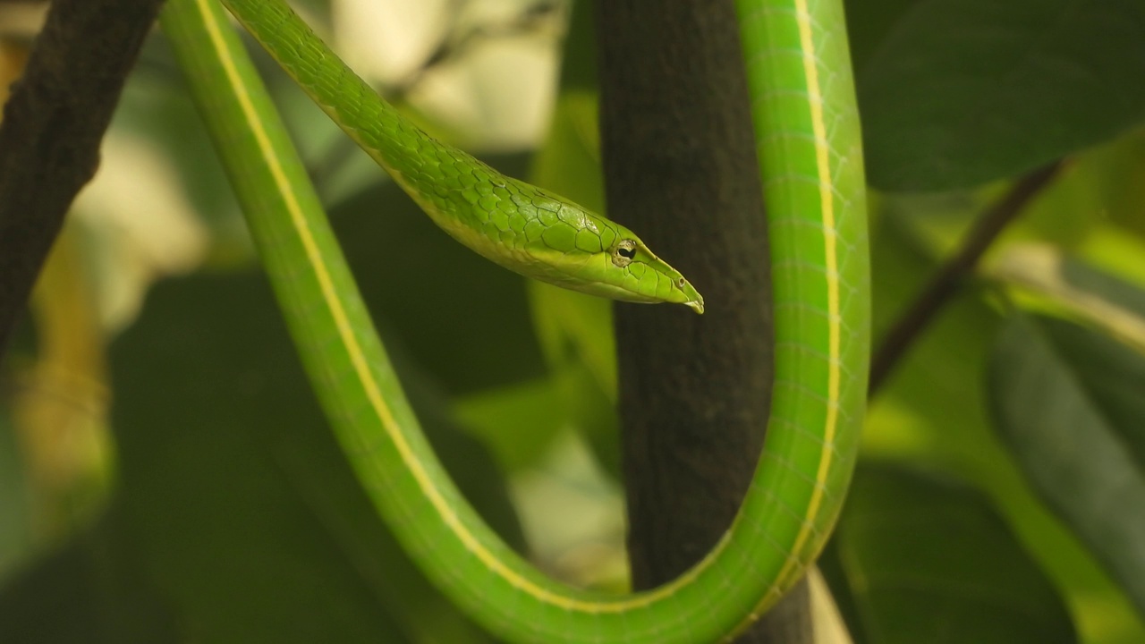 长鼻鞭蛇-眼睛-绿色。视频下载