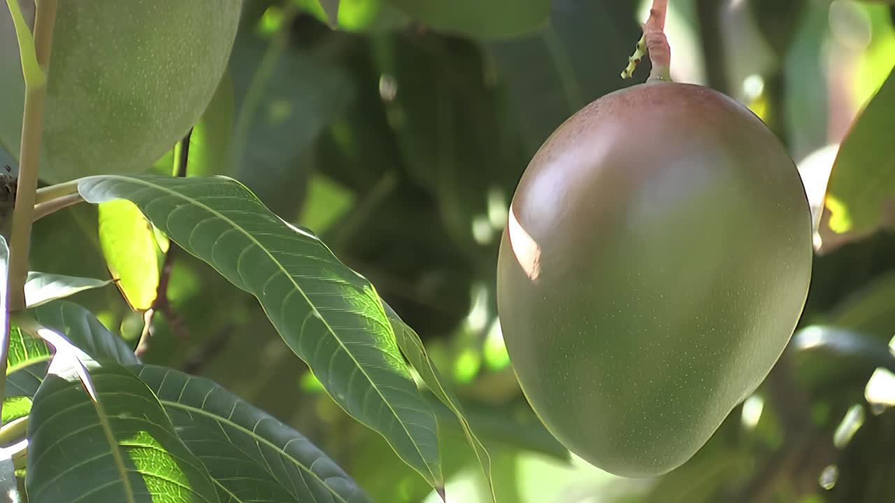 美丽的芒果挂在芒果树上视频下载