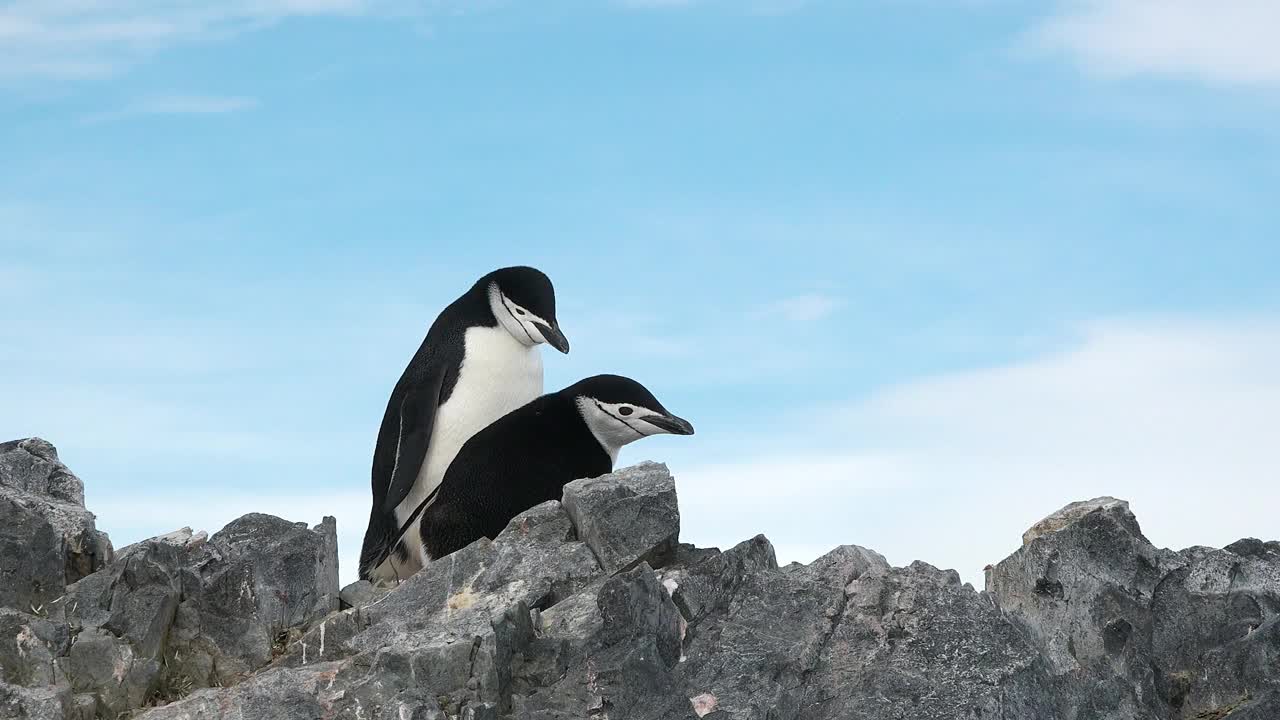 南极洲的企鹅。南极冰与鸟，保护环境。一群巴布亚企鹅在南极洲的海岸上休息。野生动物。北极景观。视频下载