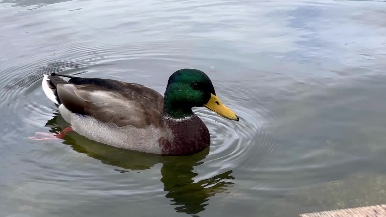 一只美丽的鸭子在湖上游泳视频素材