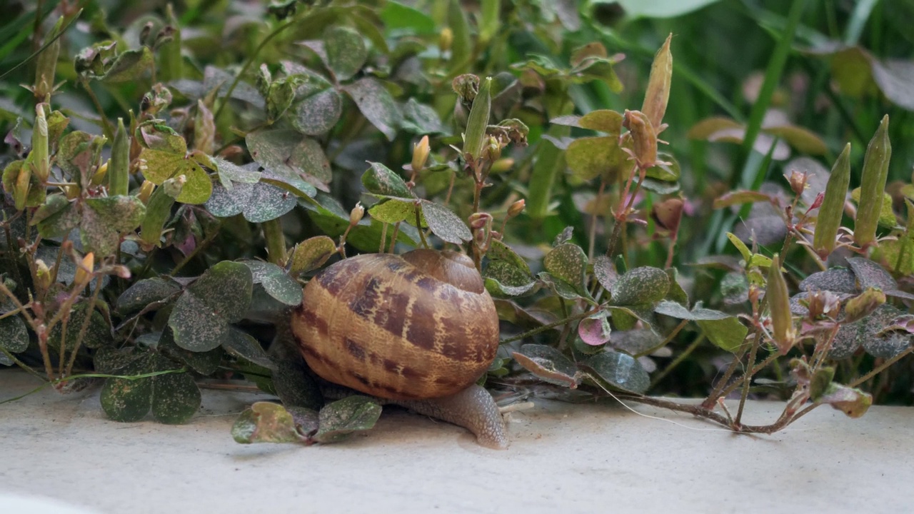蜗牛在花园的瓷砖上爬行视频下载