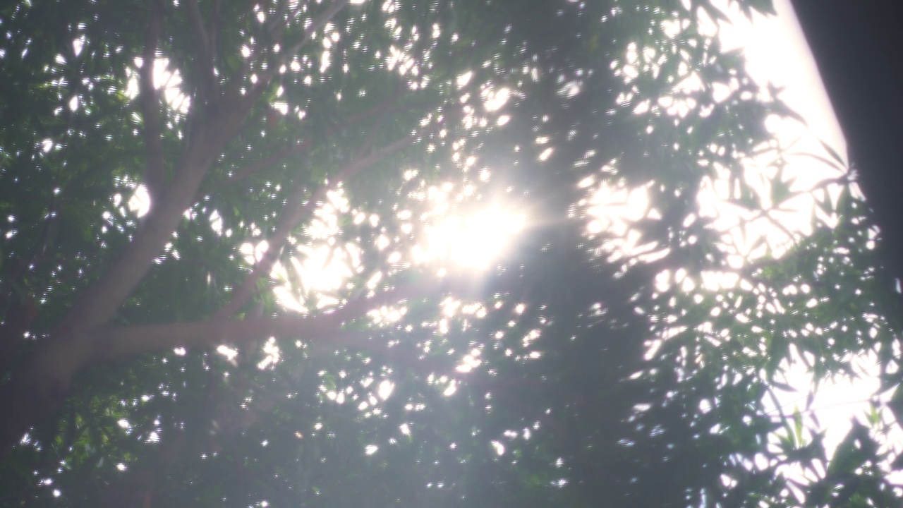 屋外的阳光和树作为背景视频下载