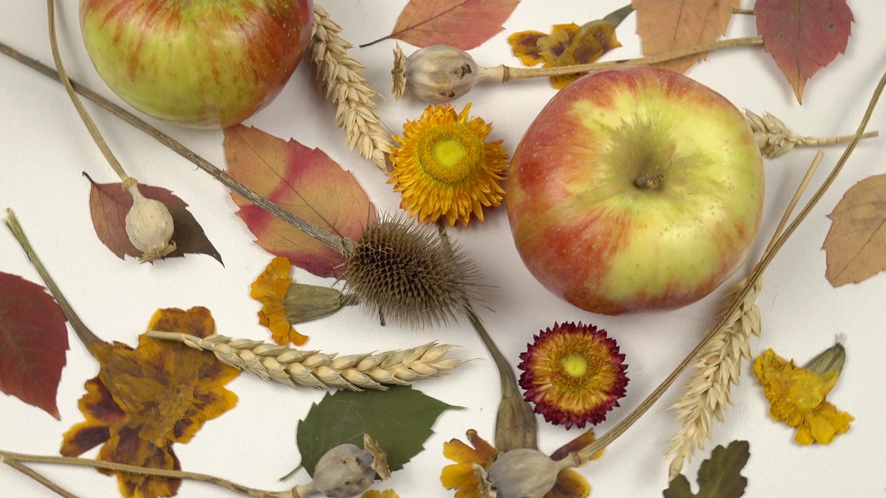 新鲜的苹果，干枯的植物在白色的背景上。秋季植物组成，背景视频下载