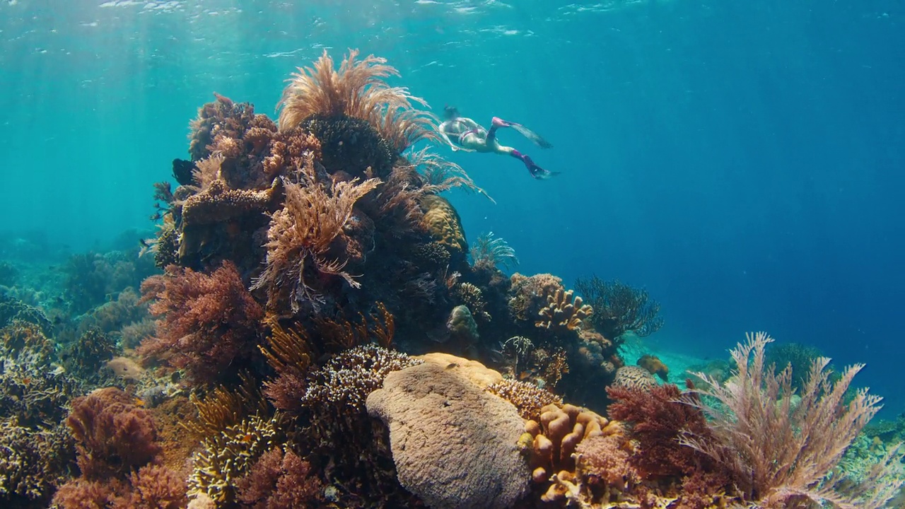 在印度尼西亚的科莫多国家公园，一名女子在水下自由潜水，探索生动的珊瑚礁视频下载