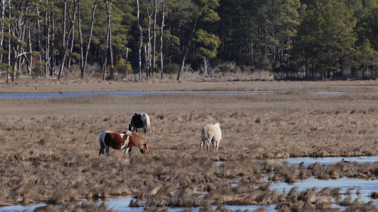 来自弗吉尼亚州钦科蒂格的阿萨提格岛的野马视频素材