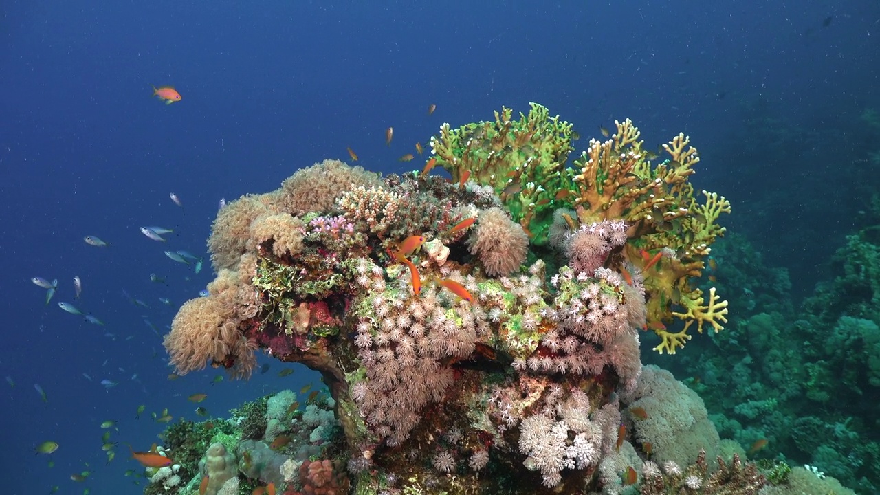 红海暗礁鱼游过以蓝色海洋为背景的彩色珊瑚虫视频下载
