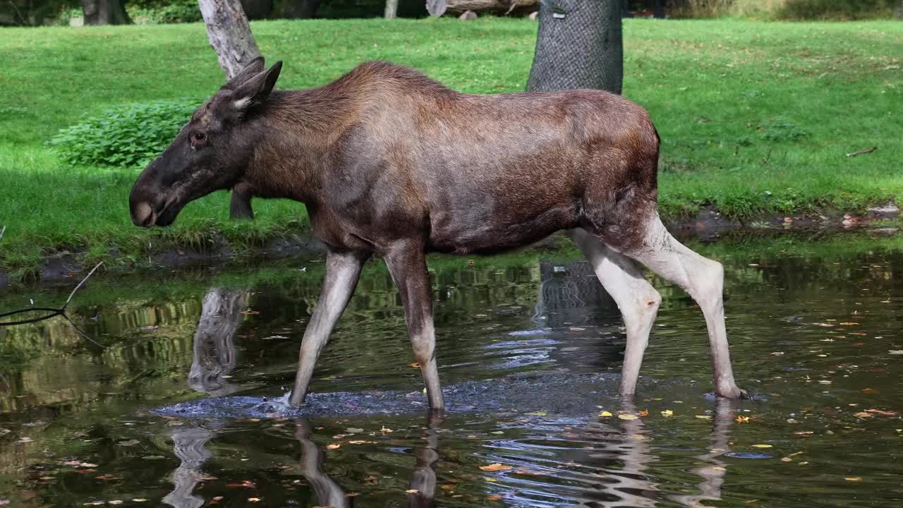 驼鹿或麋鹿，Alces Alces是鹿科中现存最大的物种。视频下载