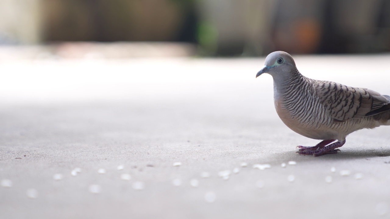 和平鸽栖息在混凝土地板上享受自由的时刻视频下载