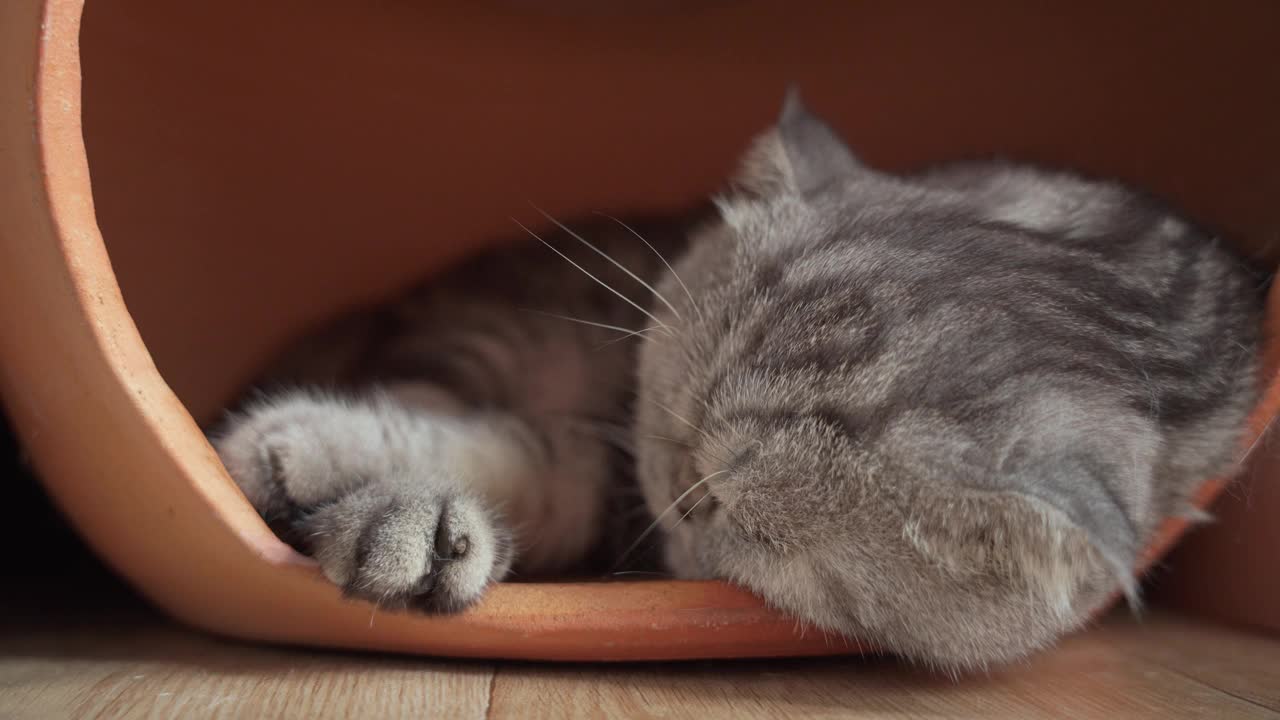 陶罐房子里的猫视频下载
