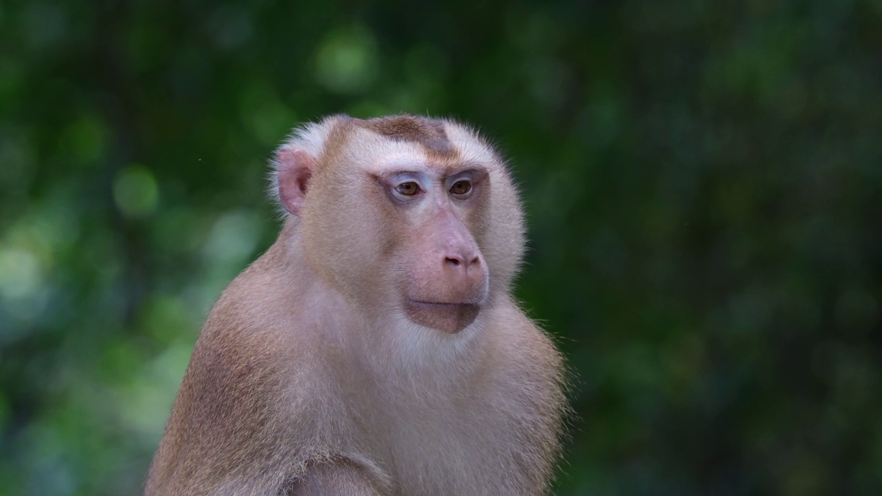 泰国，北长尾猕猴，向左边看，然后移动它的头，看起来很无辜视频下载